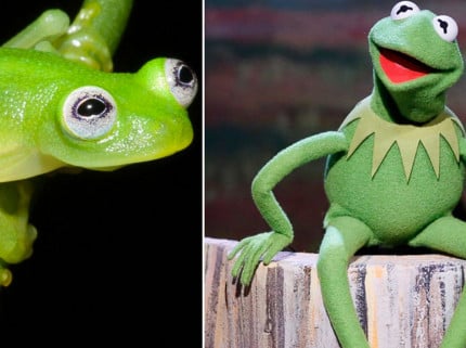 Kermit-lookalike-frog