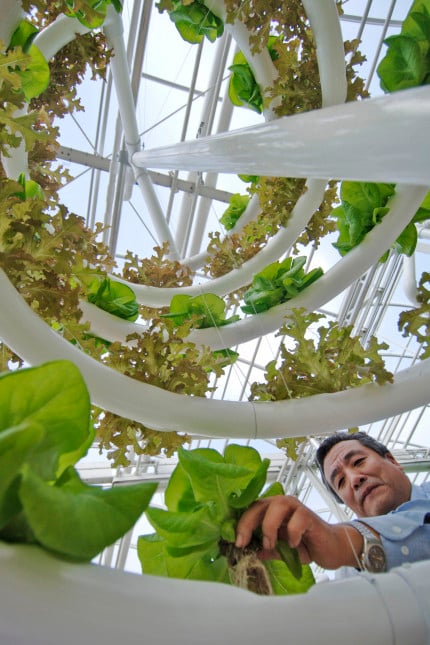 (FEB. 20, 2006) -- Yong Huang harvests lettuce Feb. 20, 2006 that was grown using a new spiraling system created by his Epcot Science team. Huang and the Epcot team created the agricultural systemÊby combiningÊa "film" technique of nutrients with a spiral-shaped growing system to produce vertically grown lettuce.ÊApproximately one dozen spiraling lettuce units were transplanted from the backstage areas at The Land to the experimental show greenhouses that guests tour on the "Living with theÊLand" boat ride inside the theme park. Once harvested, the lettuce will be served on salads at theme park restaurants. Epcot isÊone ofÊfour theme parks at Walt Disney World Resort in Lake Buena Vista, Fla.Ê(Diana Zalucky, photographer)