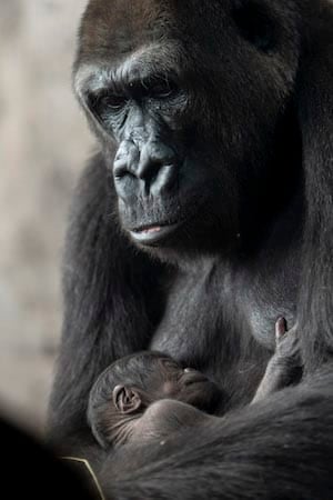 New Baby Gorilla at Disney’s Animal Kingdom
