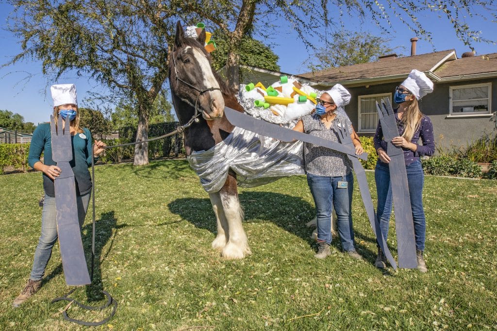 Maximus, a Clydesdale Draft Horse, is dressed to appeal to baked potato lovers everywhere