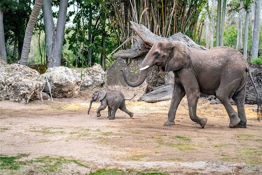 Baby elephant, Corra, has made her debut on Disney’s Animal Kingdom Savanna