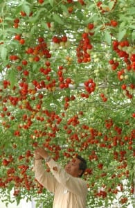 GOT TOMATOES
