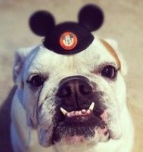 bdog | The Main Street Mouse