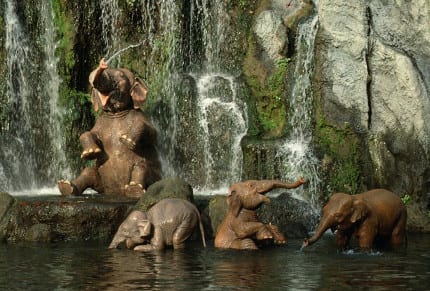 Jungle-Cruise-Elephants-613x415