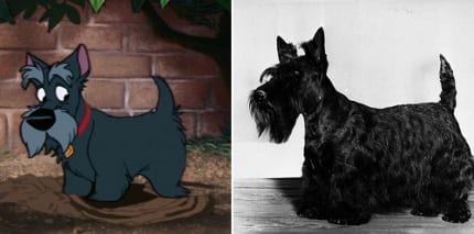 Bts lady and the tramp scout