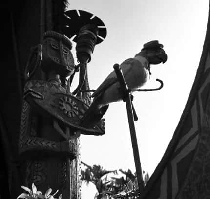 tiki room parrot