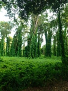 trees | The Main Street Mouse Trees