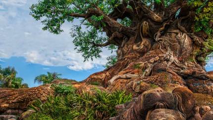 Animal Kingdom Tree of Life
