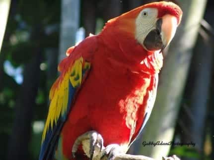 Parrot
