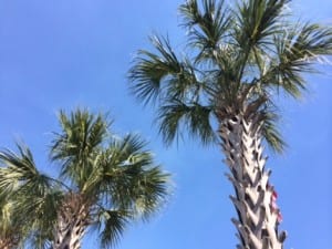 palmtree1