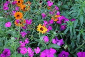 photolessonflower8