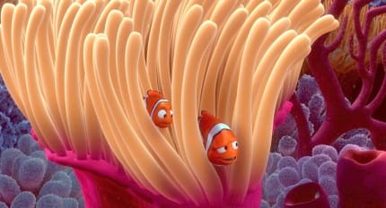 Finding-Nemo-Facts-Anemone
