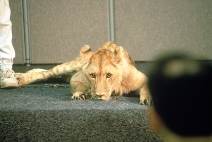 Lion King Research Photography 4