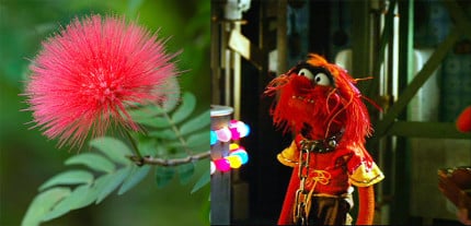 Animal-and-Red-Flower