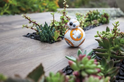 BB8 Still Garden 4 legal 1024x683