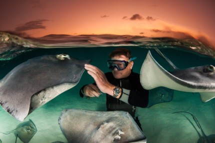 guy harvey tag