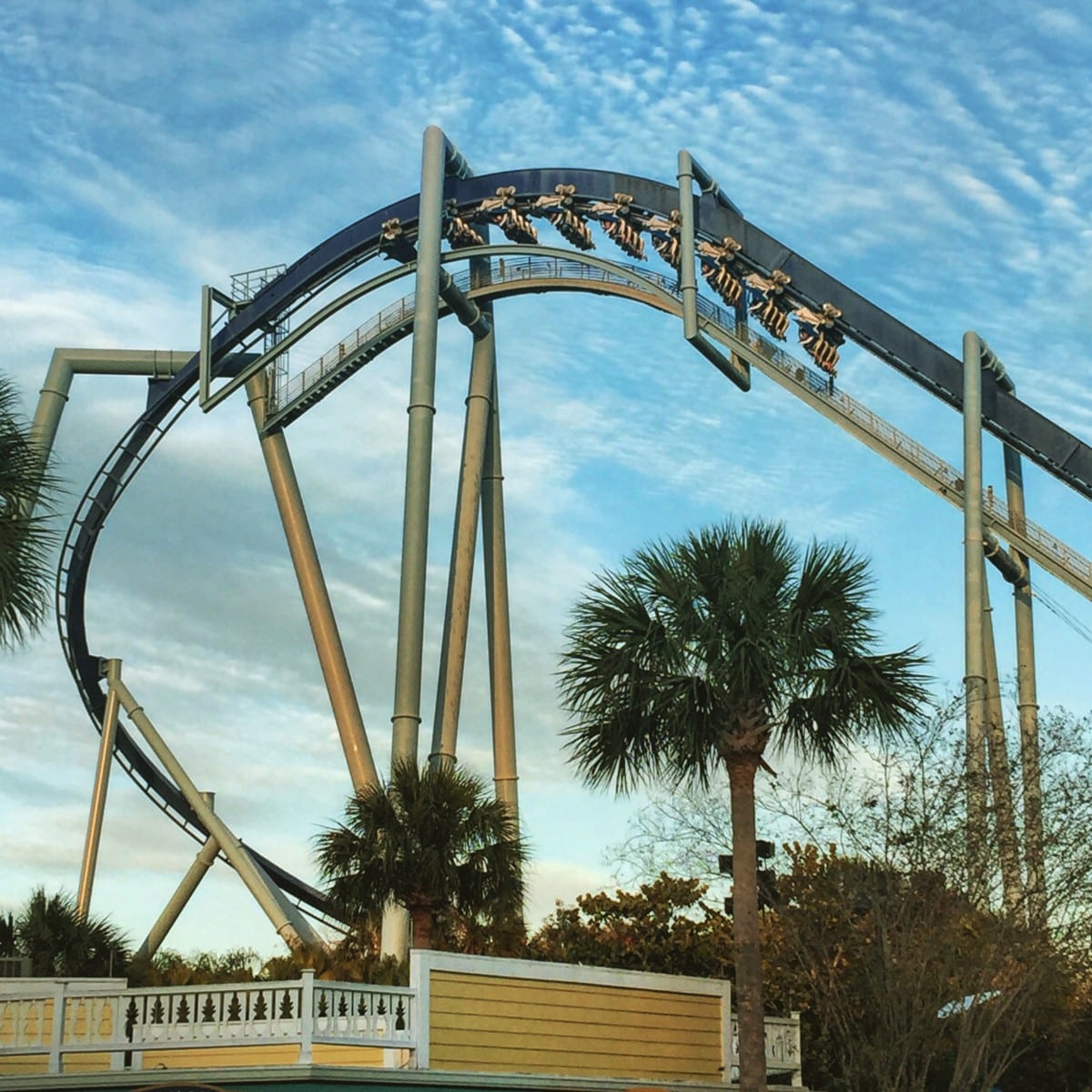 manta | The Main Street Mouse