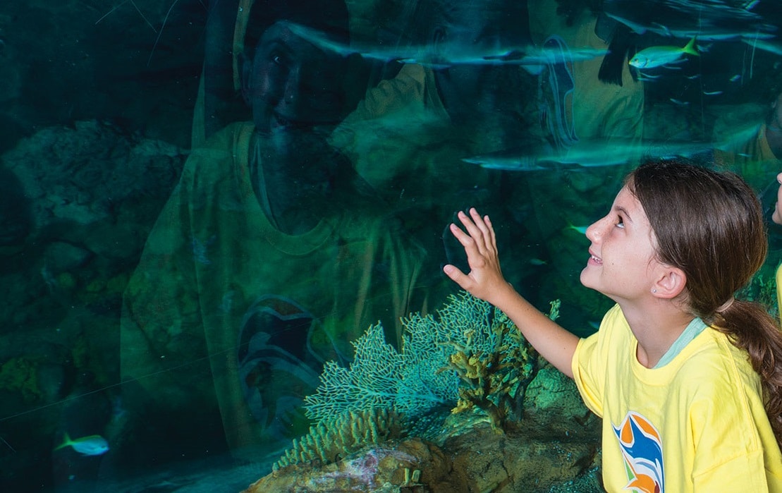 SeaWorld Orlando’s Summer Day Camp Registration Is Now Open!