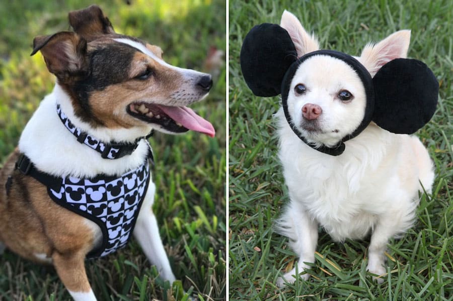 Proud Pet Parent Expands Disney Tails Collection at Disney Parks