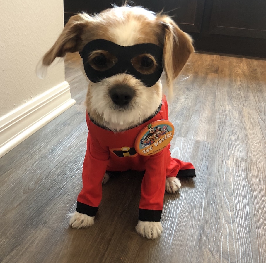 Jack jack dog costume clearance