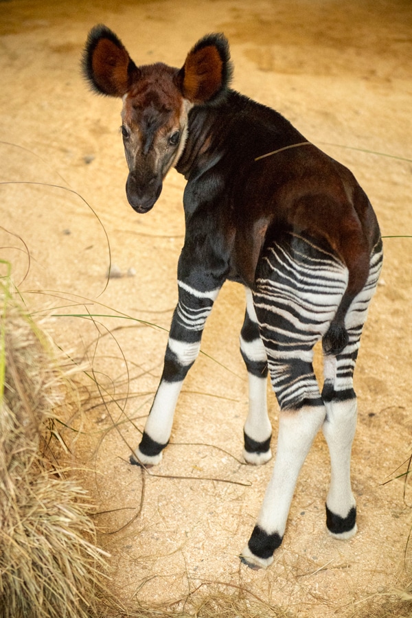 Baby Okapi at Disney's Animal Kingdom park