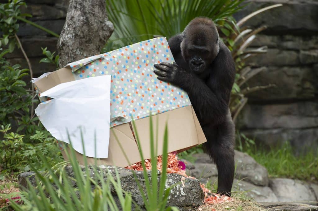 New Baby Gorilla at Disney’s Animal Kingdom