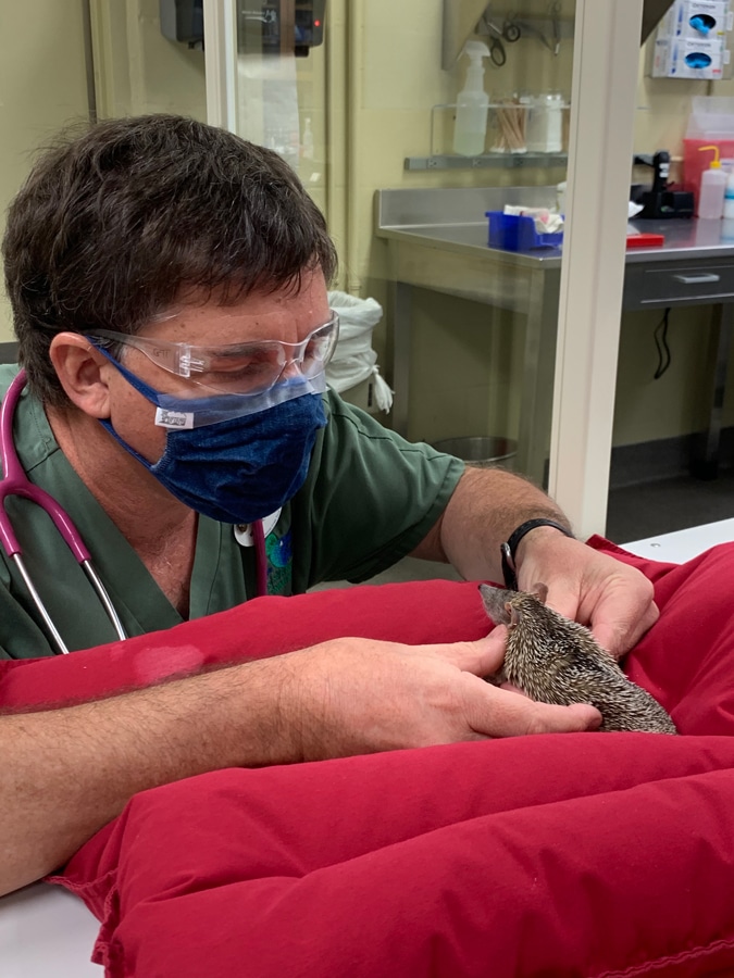 | The Main Street Mouse Disney Cast Member Cares for Animal