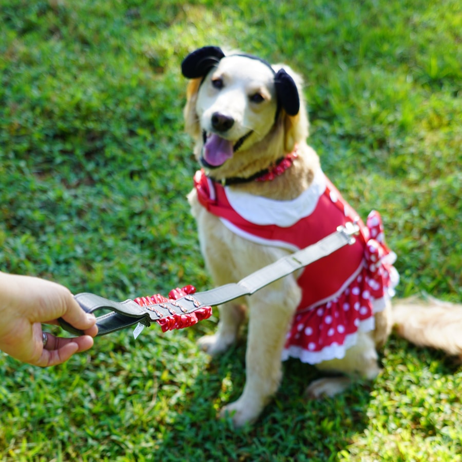Dog wearing Minnie Mouse Costume Harness and Lead