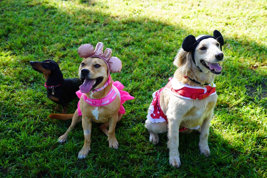 Dogs wearing Mickey Mouse Collar Disney Princess Dog Comfort Harness and Minnie Mouse Costume Harness