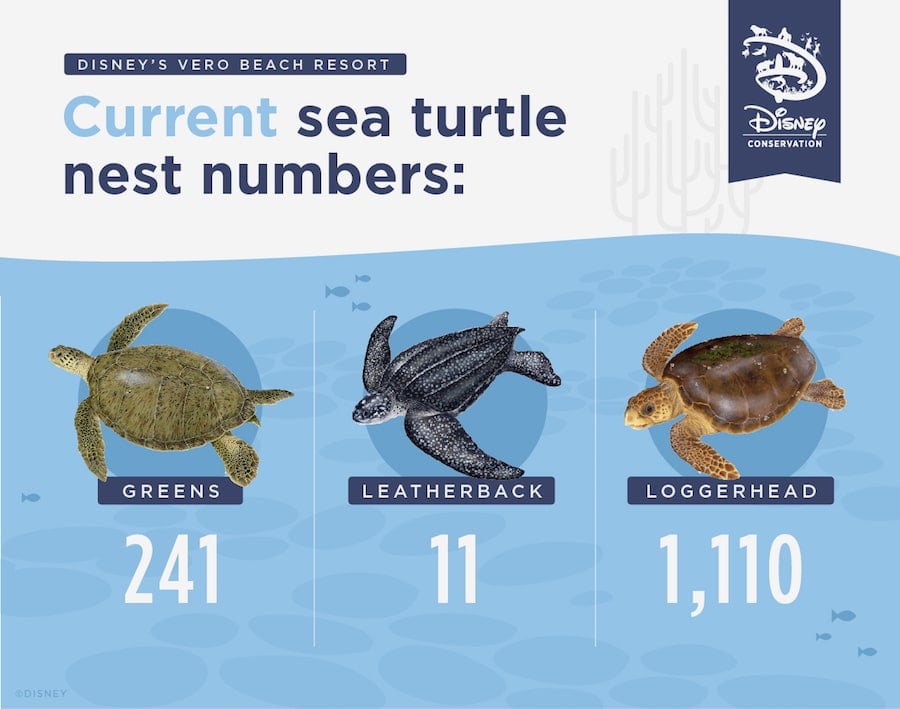Graphic of current turtle nest numbers