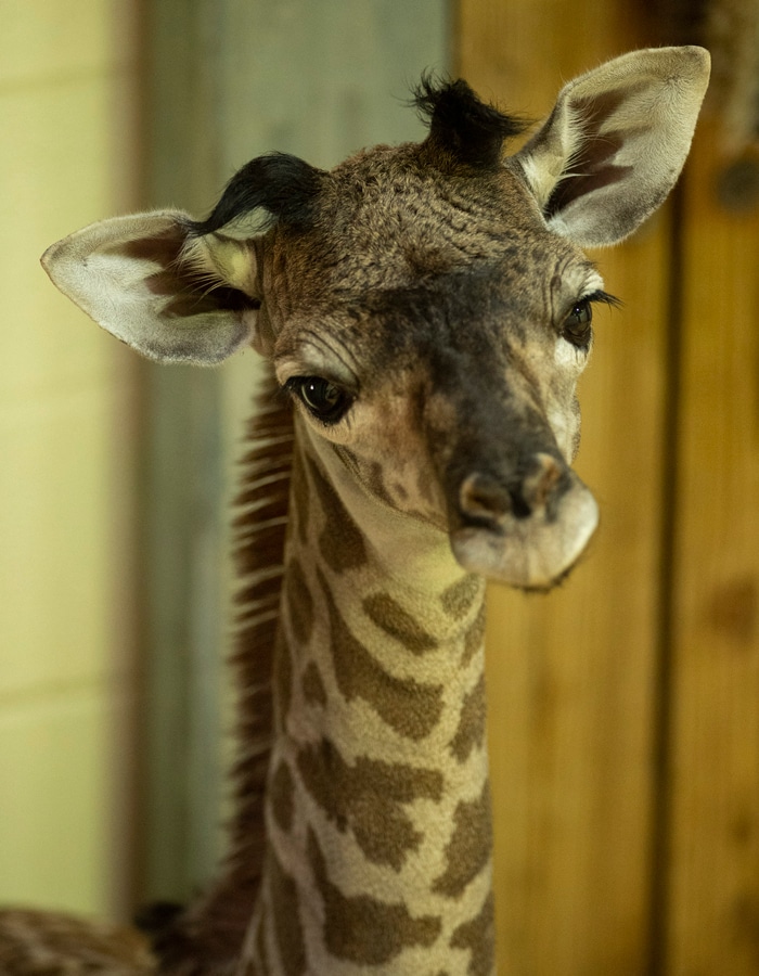 Baby giraffe born at Disney's Animal Kingdom