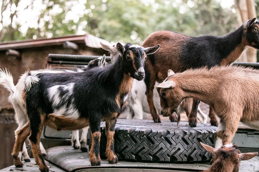 Nigerian dwarf goats at Disney's Animal Kingdom