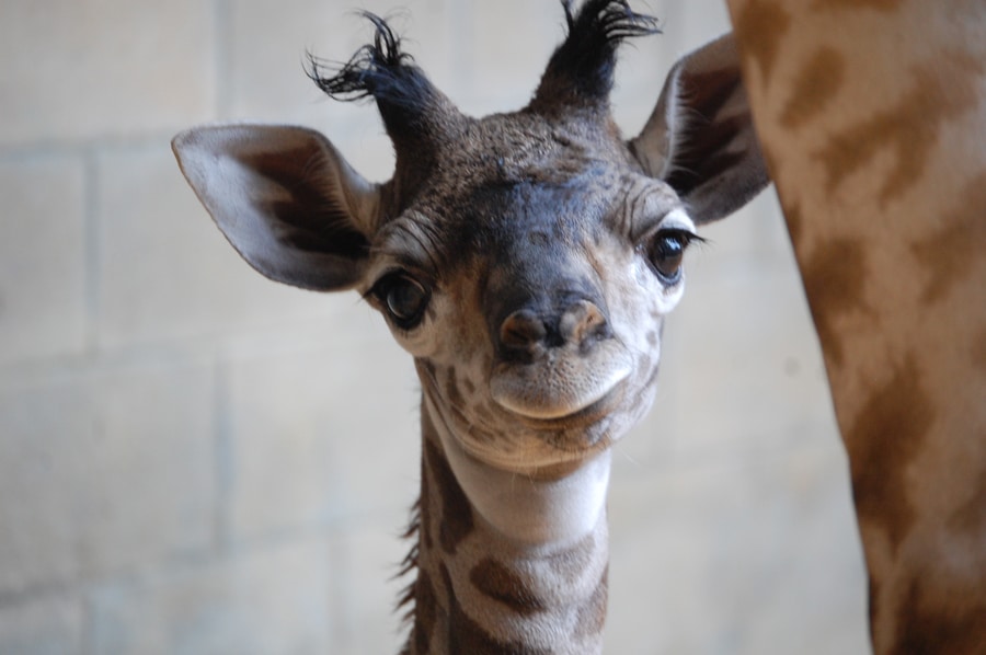 | The Main Street Mouse Female Masai Giraffe Maple at Disney's Animal Kingdom