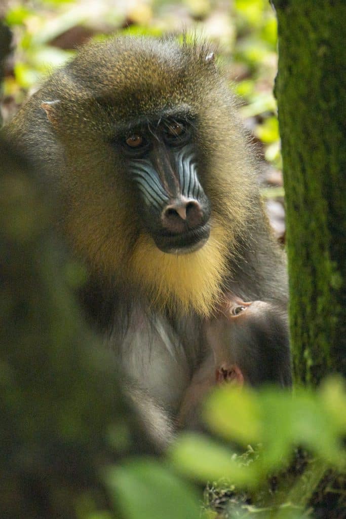 A female baby mandrill Ivy seen here bonding with first time mom Hazel was born April 10 2021 at Disneys Animal Kingdom