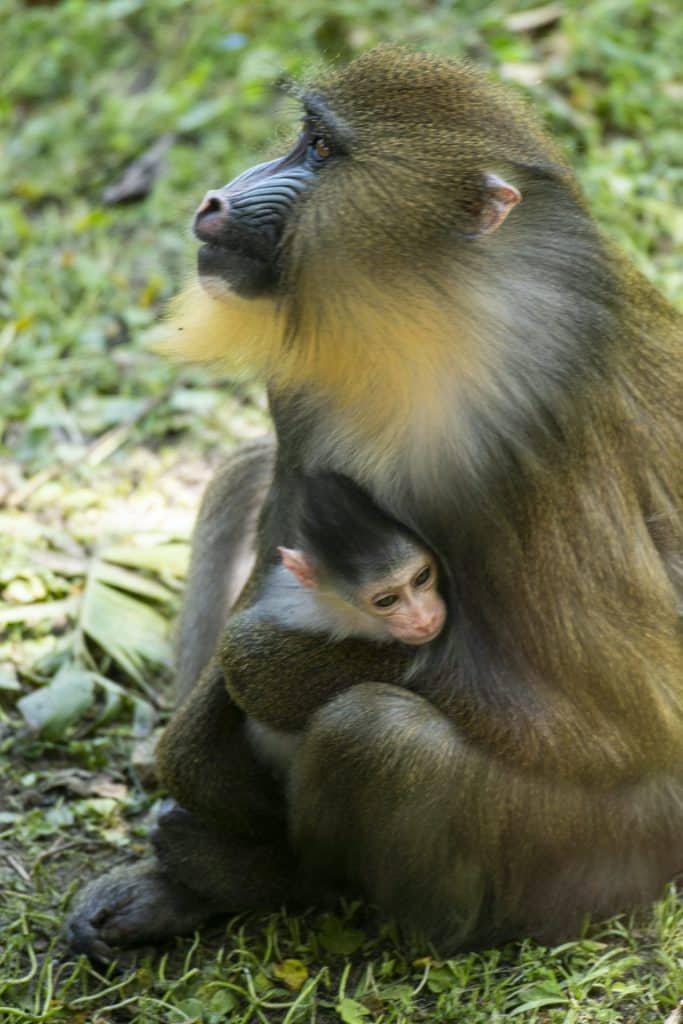 A female baby mandrill, Ivy, seen here bonding with first-time mom Hazel, was born April 10, 2021, at Disney’s Animal Kingdom