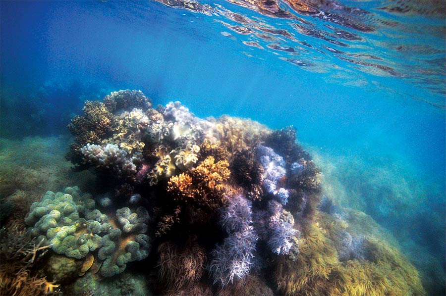 Outer reef in Australia Adventures by Disney