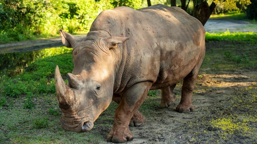 White Rhino