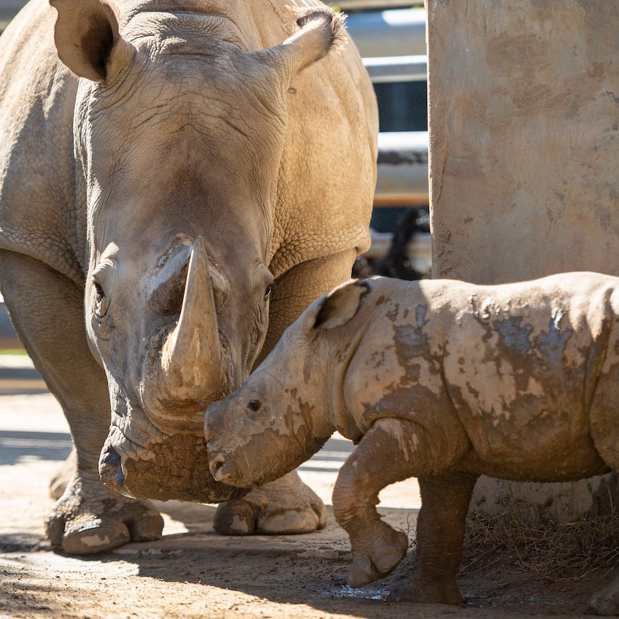 Baby Rhino Born at Disney’s Animal Kingdom Theme Park