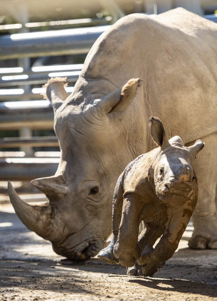 Baby Rhino Born at Disney’s Animal Kingdom Theme Park