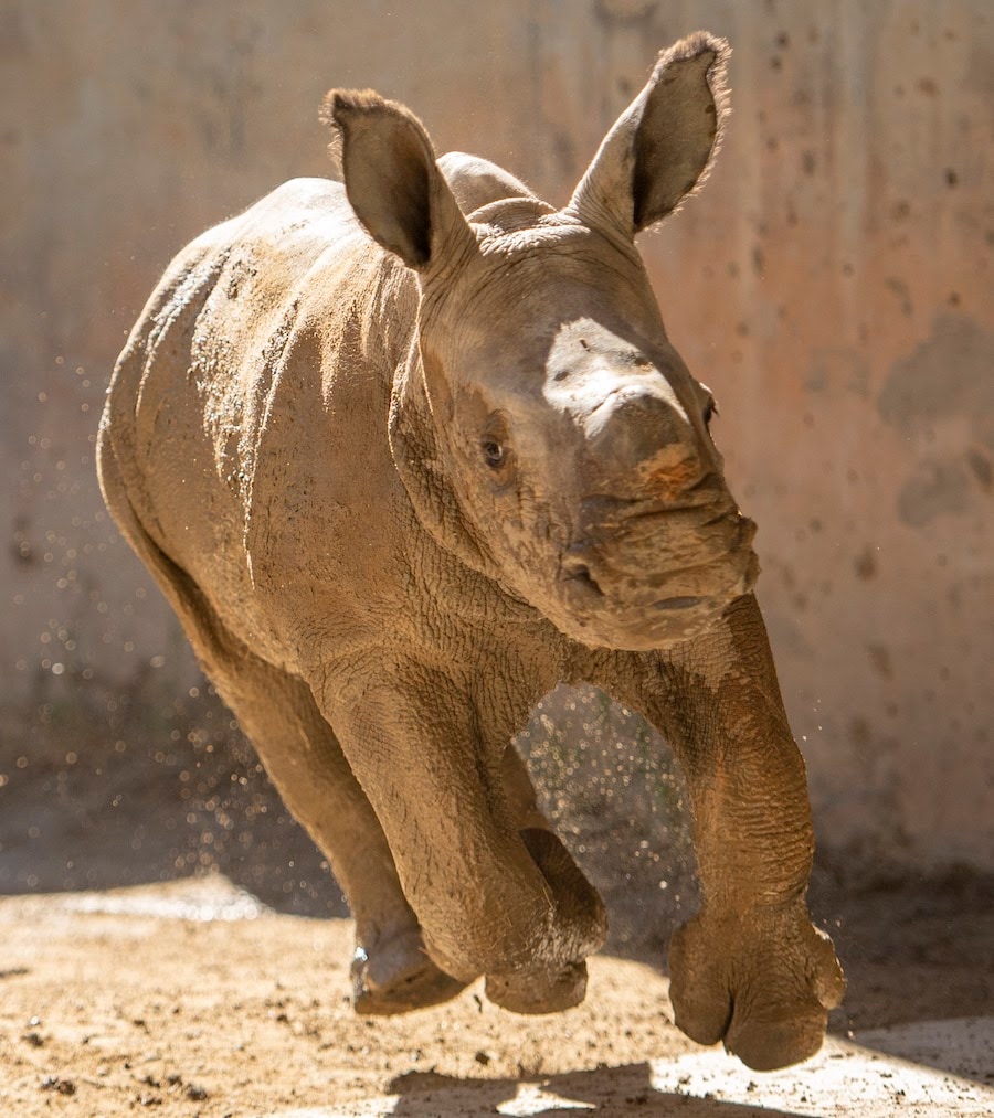 Baby Rhino Born at Disney’s Animal Kingdom Theme Park