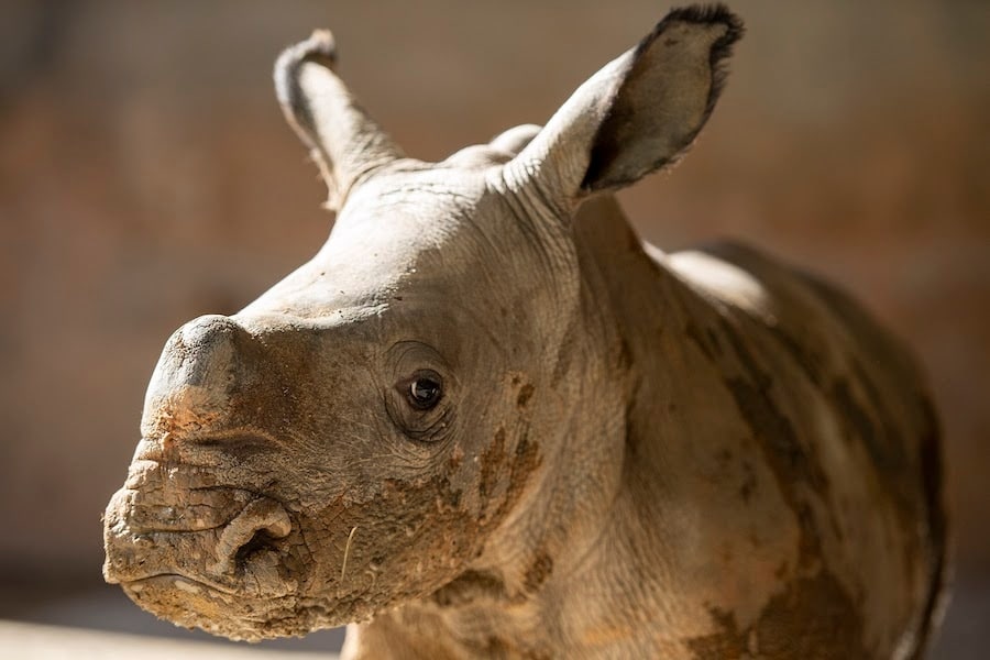 Baby Rhino Born at Disney’s Animal Kingdom Theme Park