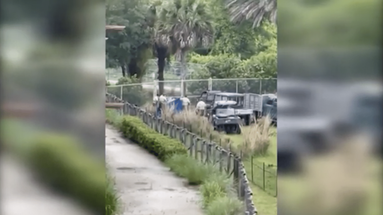 Zebra dies Tragically at Disney’s Animal Kingdom Lodge