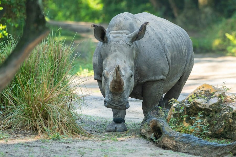 Rhino at Kilimanjaro Safaris wearing an activity tracker