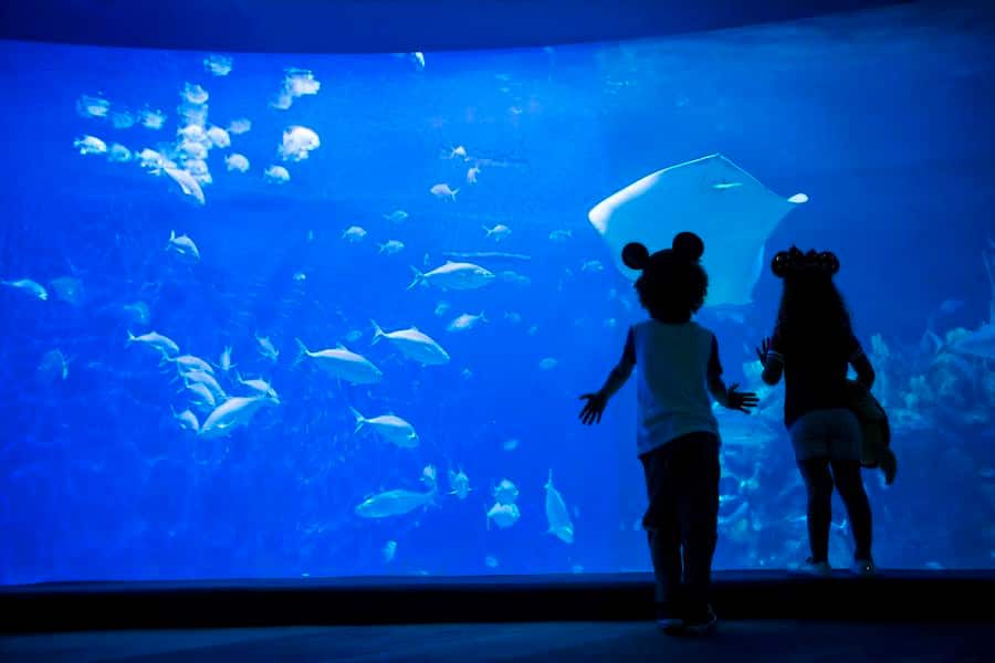 Fish at The Seas with Nemo Friends Pavilion