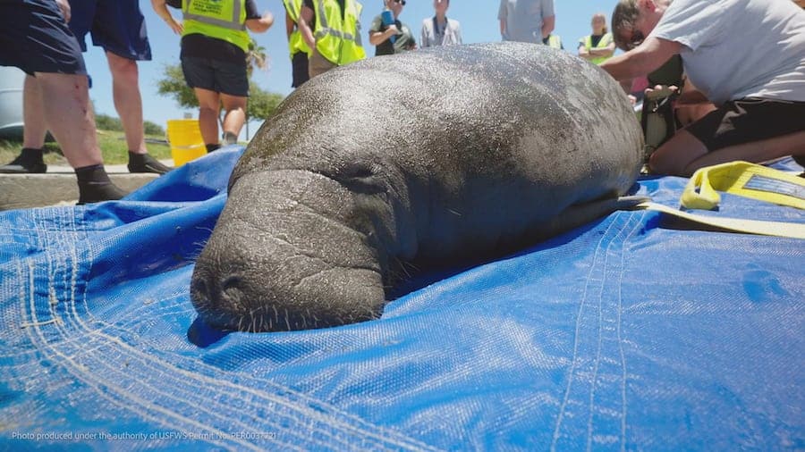 Jolo the West Indian manatee
