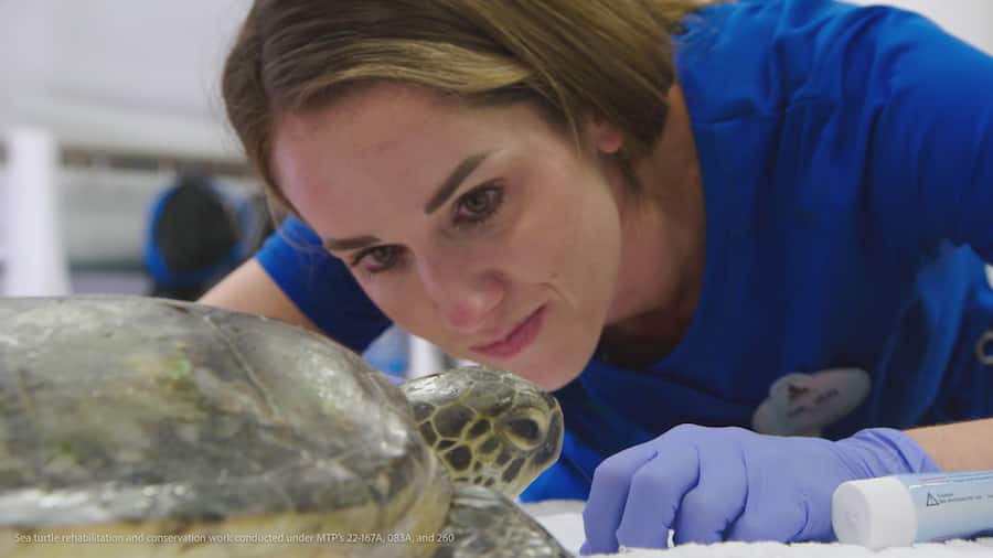 Dr Jen examines a rescued Green Sea Turtle