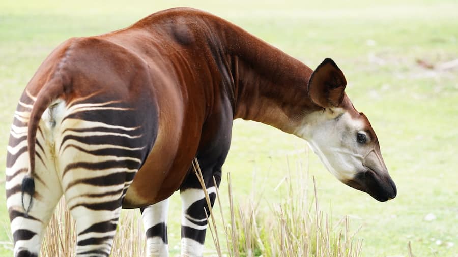 Olivia the Okapi