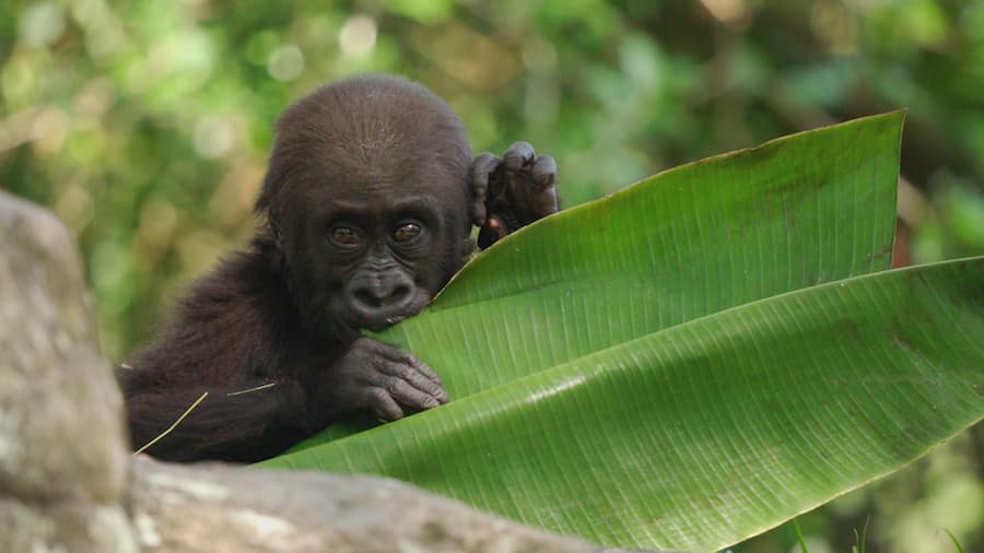 Ada the Western Lowland Gorilla eats a leaf