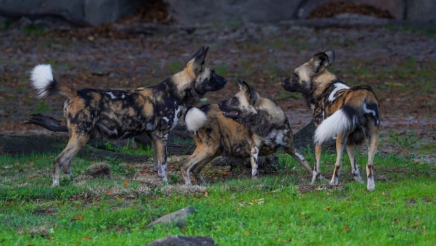 African Painted Dogs at Kilimanjaro Safaris