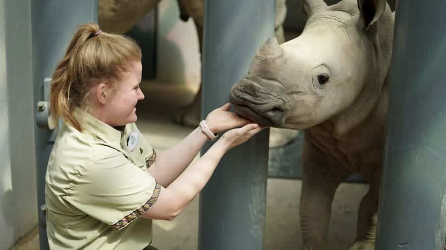 Animal Keeper Katie holding Logan the Southern White Rhino's head up in the rhino barn